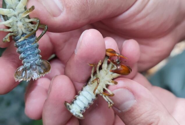 Two crayfish being held by two people.