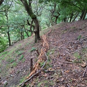 Bundles of cut branches, known as fascines, neatly stacked on the forest floor among trees and undergrowth. The fascines are tied with twine and arranged in rows, blending with the natural woodland environment.