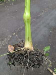 Basal node stem 